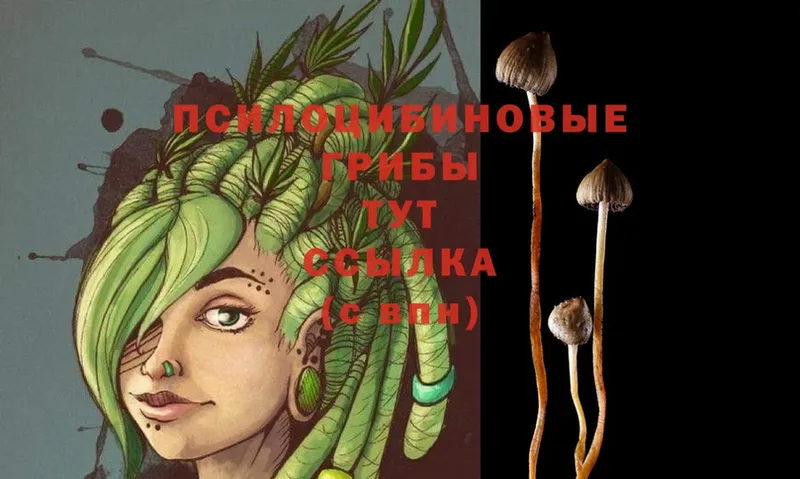 где продают   Калуга  Псилоцибиновые грибы MAGIC MUSHROOMS 